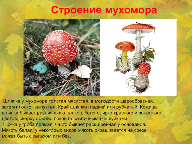 Презентация Эти удивительные мухоморы Строение мухомора Шляпка у мухомора толстая мясистая, в молодости шарообразная, затем Строение мухомора Шляпка у мухомора толстая мясистая, в молодости шарообразная, затем плоско- выпуклая. Край шляпки гладкий или