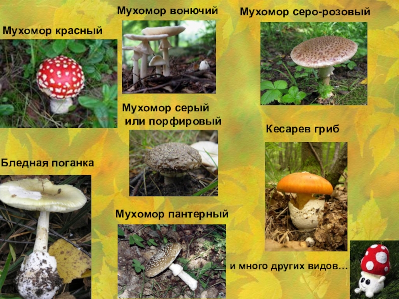 Презентация Эти удивительные мухоморы Мухомор красныйБледная поганкаМухомор вонючийМухомор пантерныйМухомор серо-розовыйи много других видов… Мухомор серый или порфировыйКесарев гриб Мухомор красныйБледная поганкаМухомор вонючийМухомор пантерныйМухомор серо-розовыйи много других видов… Мухомор серый или порфировыйКесарев гриб