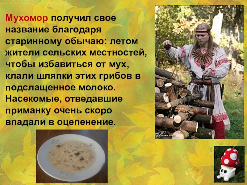 Презентация Эти удивительные мухоморы Мухомор получил свое название благодаря старинному обычаю: летом жители сельских местностей, Мухомор получил свое название благодаря старинному обычаю: летом жители сельских местностей, чтобы избавиться от мух, клали шляпки