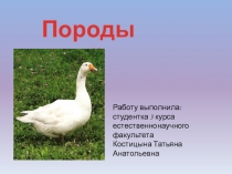 Презентация по биологии Породы гусей