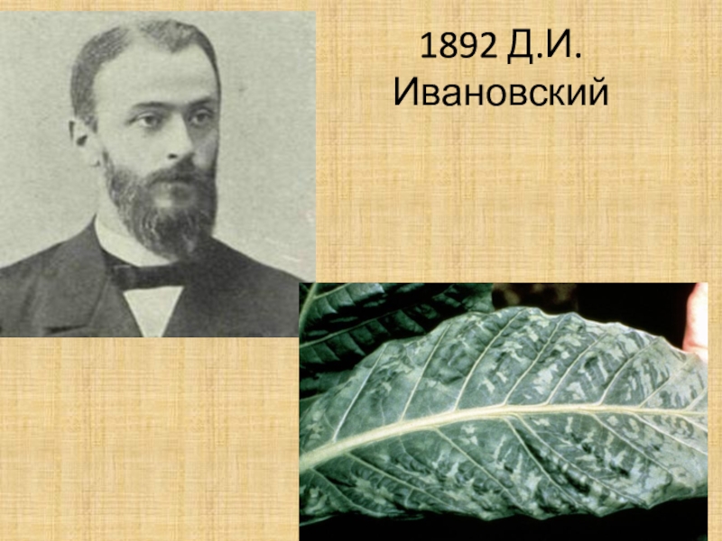 Ивановский. Д И Ивановский. Д И Ивановский вклад в микробиологию. Дмитрий Ивановский табачная мозаика. Д.И Ивановский имя полностью.