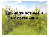 Презентация Дикие животные для занятия в 1 младшей группе
