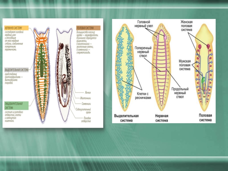 Системы планарии рисунок. Схема половой системы плоских червей. Половая система плоских червей таблица. Половая система плоских червей 7 класс. Схема строения половой системы плоских червей.