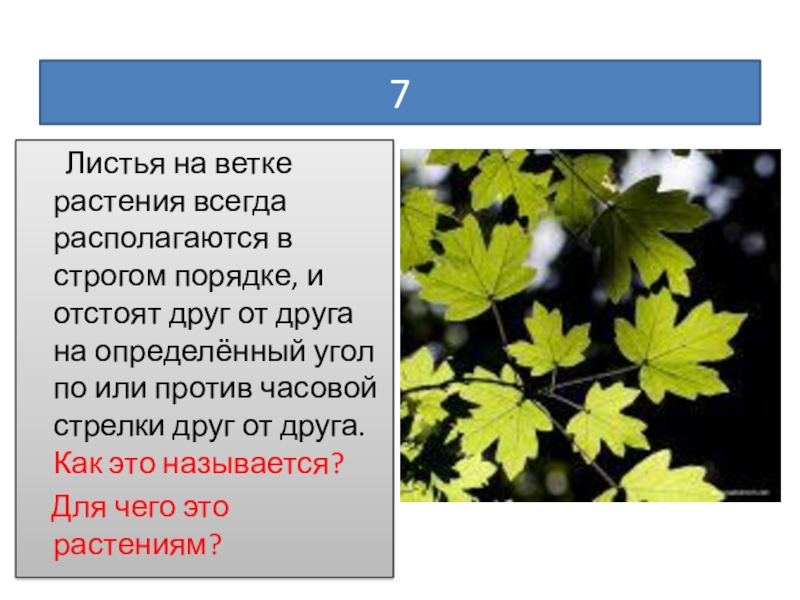 7 листьев. Лист а7. Листочки отстоящие друг от друга.