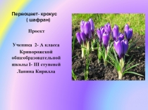 Презентация по природоведению на тему  Первоцветы - крокус ( проект)