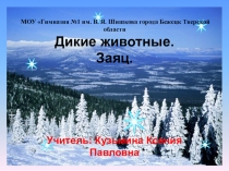 Презентация по Живому миру на тему:  Дикие животные.Заяц. ( 2 класс адаптированная программа)