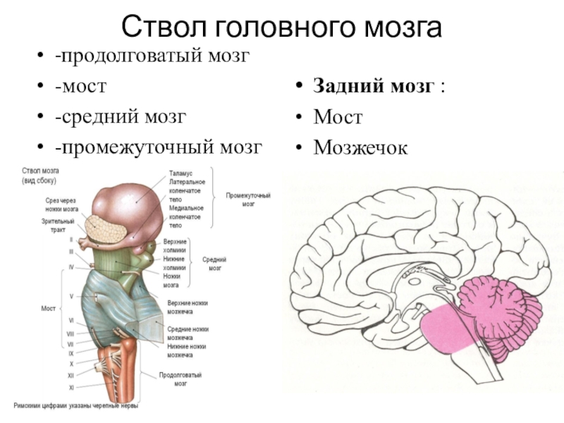 Ствол мозга рисунок