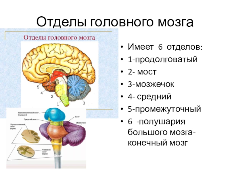 Задний отдел мозга включает. Мозжечок продолговатый мозг средний мозг 1 промежуточный мозг. Отделы головного мозга продолговатый промежуточный. Промежуточный мозг 2)  продолговатый мозг 3)  мозжечок. Промежуточный отдел головного мозга функции.