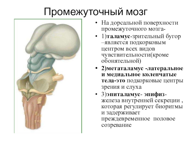 Дорсальной поверхности мозга. Метаталамус промежуточного мозга. Промежуточный мозг. Промежуточный мозг дорсальная. Промежуточный мозг всех видов чувствительности.