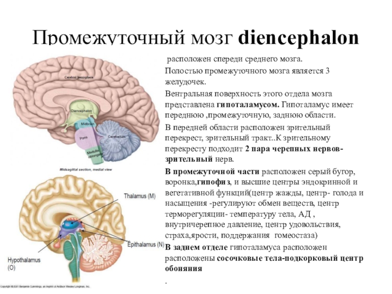 3 отдела мозга. Промежуточный мозг (Diencephalon) является. Третий желудочек промежуточного мозга функции. Полость промежуточного мозга. Средний промежуточный мозг и 3 желудочек.