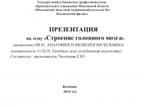 Презентация по анатомии и физиологии человека на тему Анатомия и физиология головного мозга