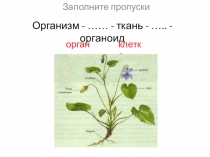 Презентация по биологии Клеточное строение растений (6 класс)