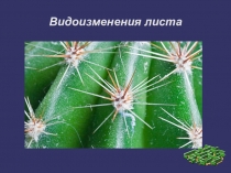 Презентация к уроку  Видоизменение листа