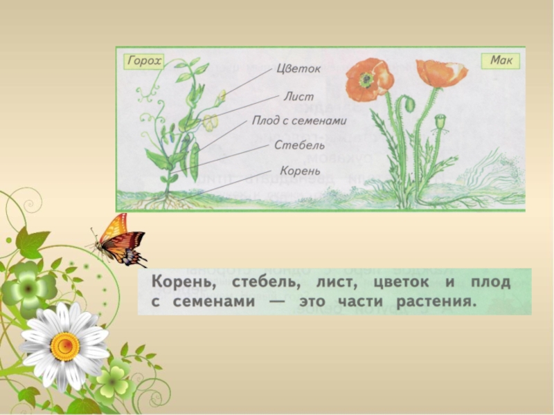 Части растений задание. Изучаем части растений окружающий. Практическая работа изучаем части растений. Изучаем части растений окружающий мир. Изучаем части растений окружающий мир 1.