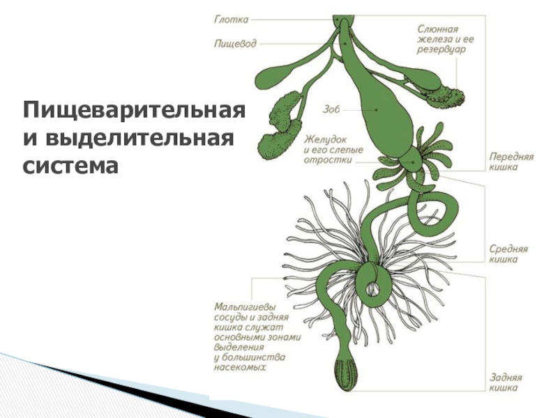 Какой цифрой на рисунке обозначена пищеварительная система насекомых