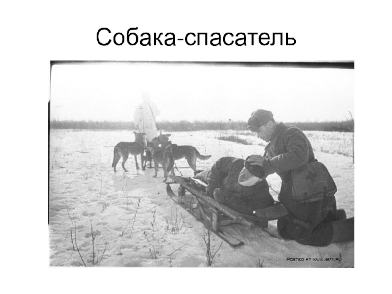 Презентация к материалу Участие в VII международной акции Читаем детям о войне-2016 Собака-спасатель Собака-спасатель