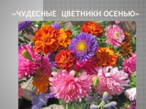 Презентация по окружающему миру на тему Чудесные цветники осенью 2кл
