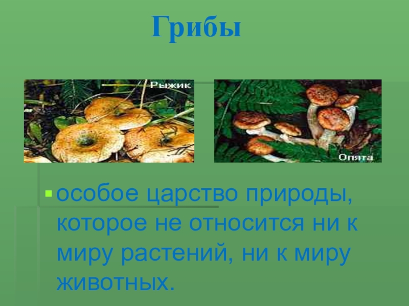 Грибы это особая группа. Царство грибов. Грибы особое царство. Что относится к царству грибов. Растения относящиеся к царству грибов.