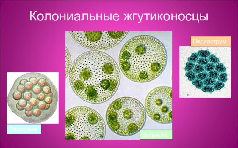 Колониальные организмы это. Колониальные водоросли гониум. Колониальные жгутиковые водоросли. Гониум жгутиковые. Колониальные жгутиконосцы.