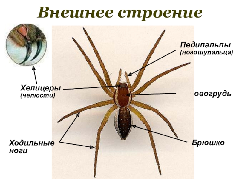 Класс паукообразные презентация 7 класс по биологии