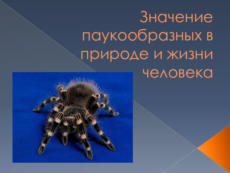 Многообразие паукообразных и их значение в природе и жизни человека план презентации