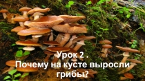Презентация к уроку развития речи Почему на кусте выросли грибы?