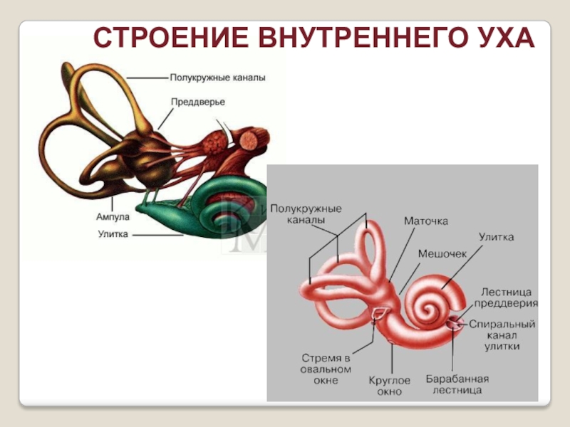 Функция улитки в ухе. Строение и функции внутреннего уха. Внутреннее ухо строение и функции. Строение внутреннего уха человека анатомия. Внутреннее ухо преддверие функции.