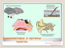Презентация по анатомии на тему Сенсорные системы