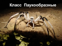 Презентация по биологии по теме: Опасные пауки