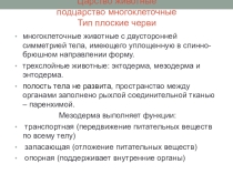 Презентация по биологии на тему Тип плоские черви