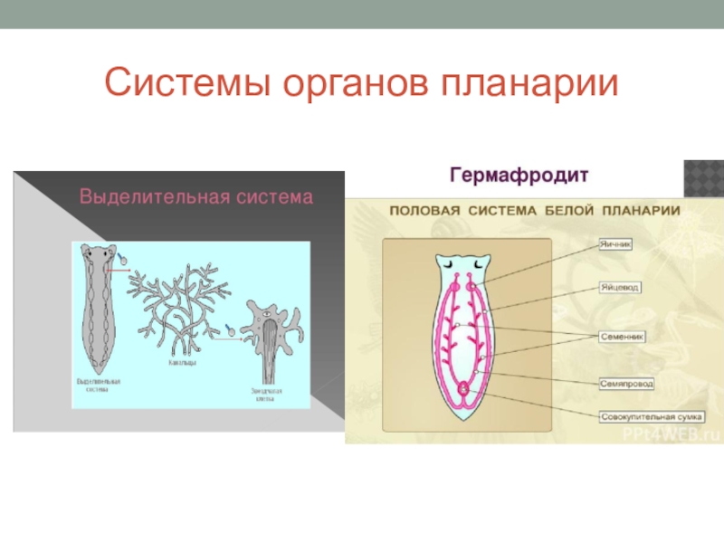 Системы органов белой планарии таблица