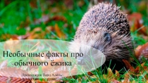 Необычные факты про обычного ёжика