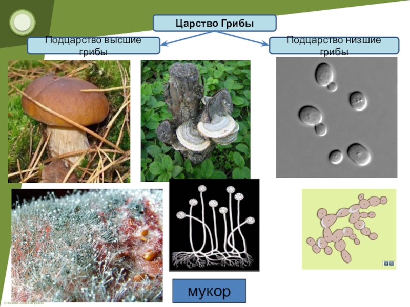 Презентация высшие грибы