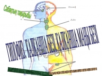 Презентация по биологии на тему Гипофиз.Қалқанша без