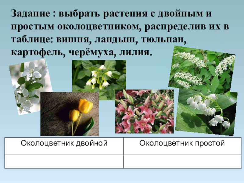 Выбери растение. Растение у цветка которого двойной околоцветник. Выберите растения с двойным околоцветником. Выберете растения с двойным околоцветником:. Околоцветник черемухи.