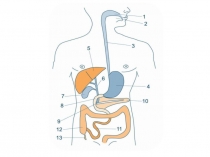 Презентация по биологии на тему Гигиена органов пищеварения. Предупреждение желудочно -кишечных инфекций