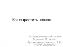 Презентация учебного проекта по биологии Как вырастить чеснок