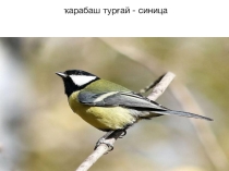 Презентация Птицы с переводом на башкирский язык