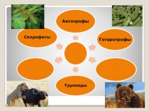 Презентация к уроку по биологии 6 кл Пищеварение и его значение