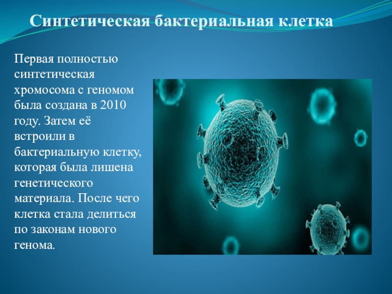 Синтия бактерия презентация