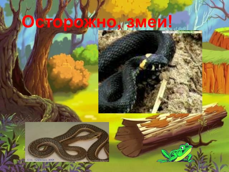 Змеи окружающий мир 2 класс