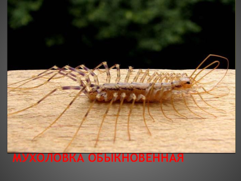 Презентация к Урокам гражданственности Донбасса на тему Мой край, Донбасс! (Природа) Мухоловка обыкновенная Мухоловка обыкновенная