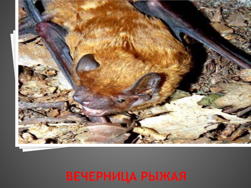 Презентация к Урокам гражданственности Донбасса на тему Мой край, Донбасс! (Природа) ВЕЧЕРНИЦА РЫЖАЯ ВЕЧЕРНИЦА РЫЖАЯ