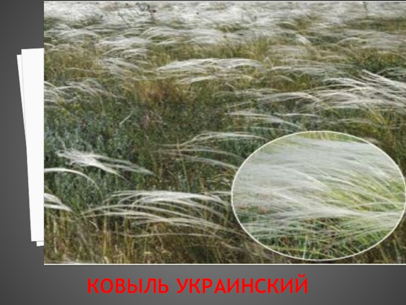 Презентация к Урокам гражданственности Донбасса на тему Мой край, Донбасс! (Природа) КОВЫЛЬ УКРАИНСКИЙ КОВЫЛЬ УКРАИНСКИЙ
