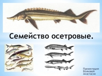 Презенатция по биологии на тему Семейство Осетровые (7 класс)