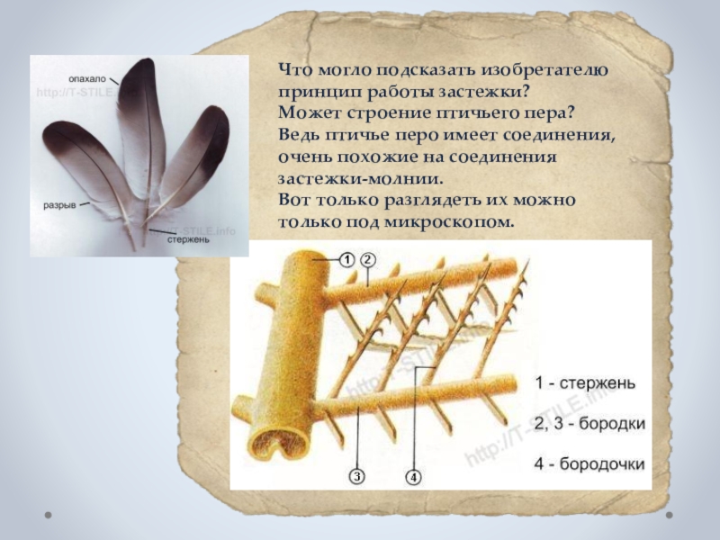 Что подсказали изобретателю животные проект 3 класс