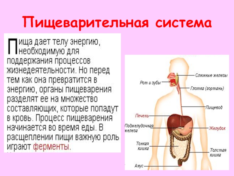 Организм человека 3 класс окружающий мир презентация