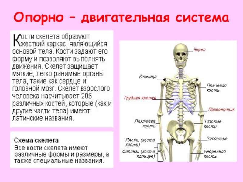 Организм человека 3 класс окружающий мир презентация