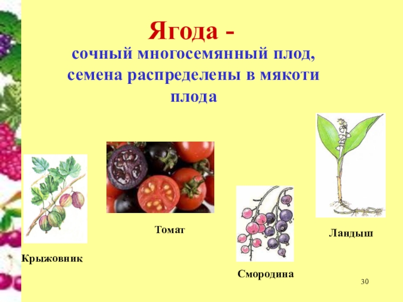 Плод у растения томат. Сухие многосемянные плоды помидор. Сочные многосемянные плоды ягода. Ягода односемянный или многосемянный плод. Томат многосемянной или плод.