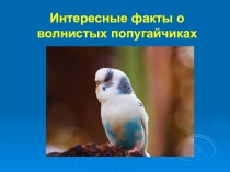 Дополнительный материал к уроку окружающего мира по теме Домашние животные